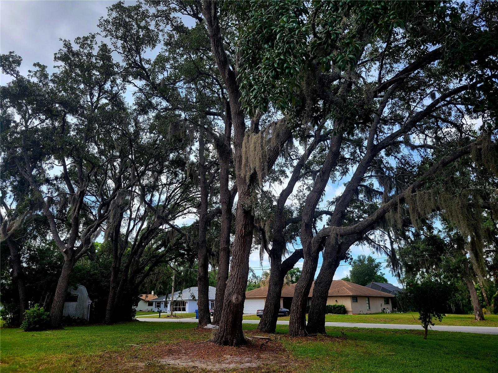 Front yard corner lot