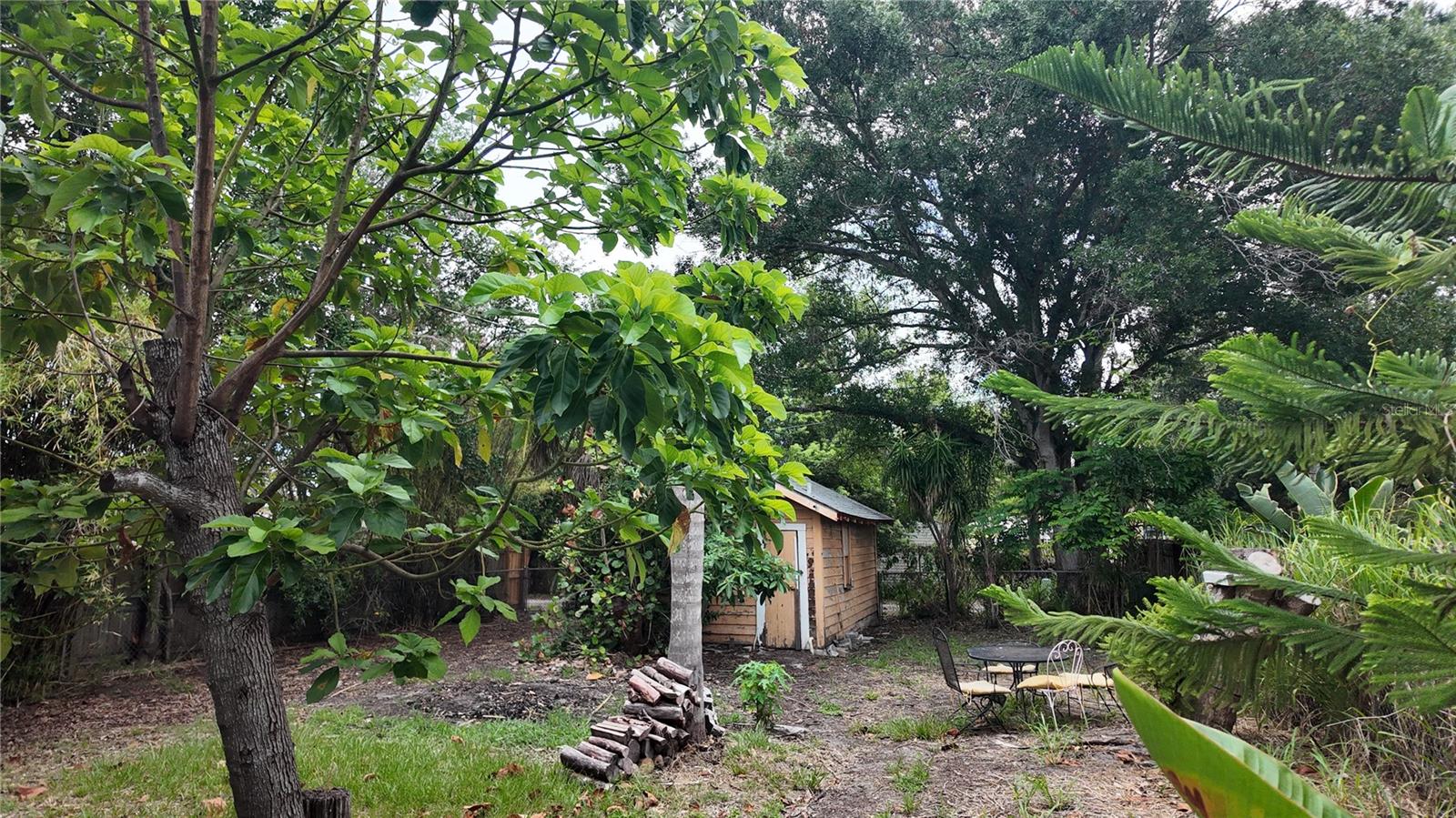 Avocado Tree and back yard