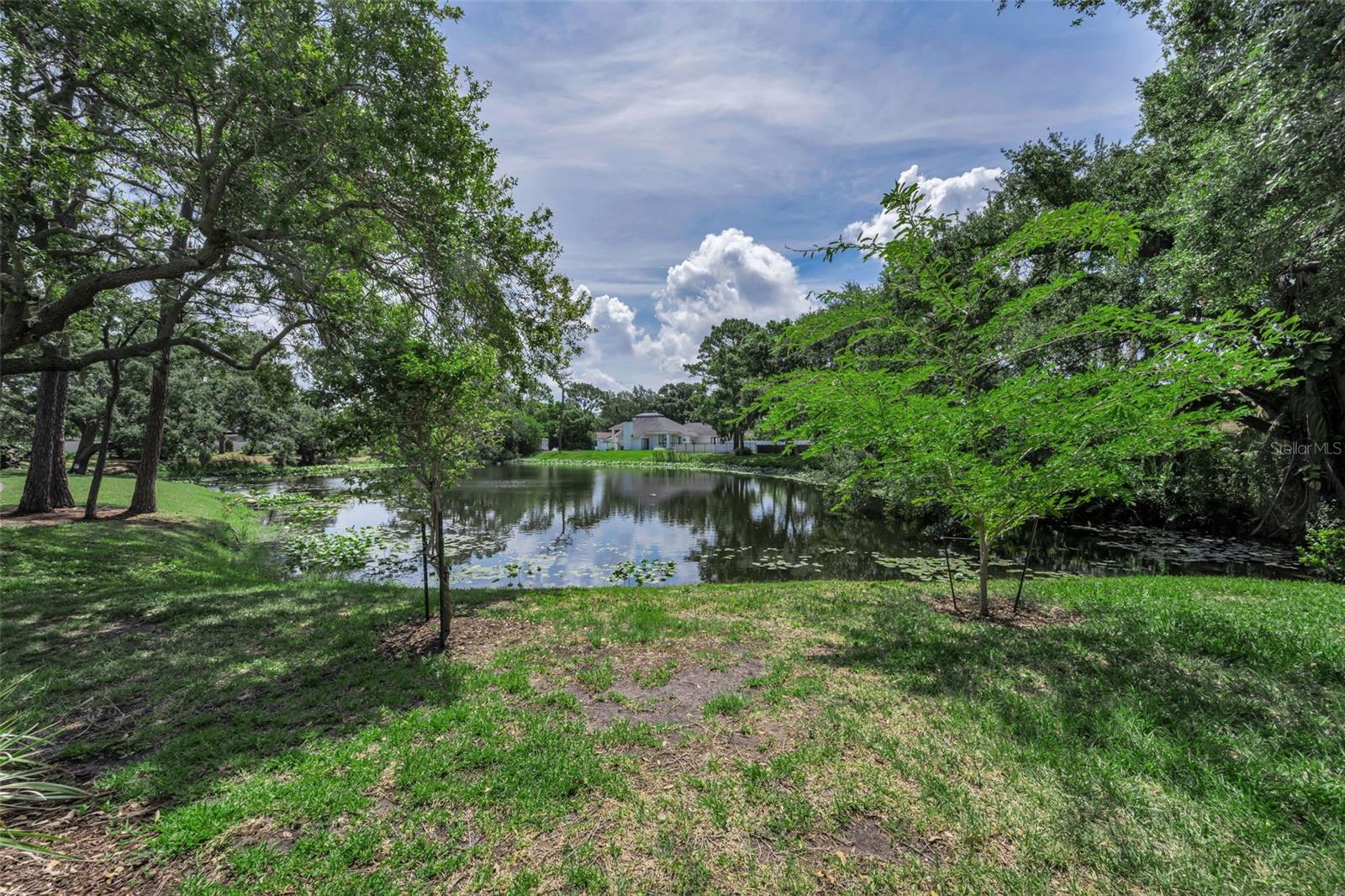 View from the back yard.