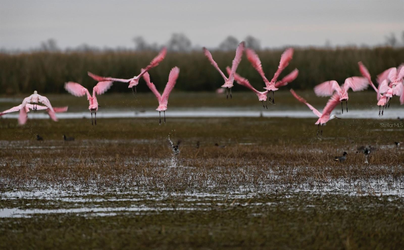 Bird watching in Apollo Beach Florida!