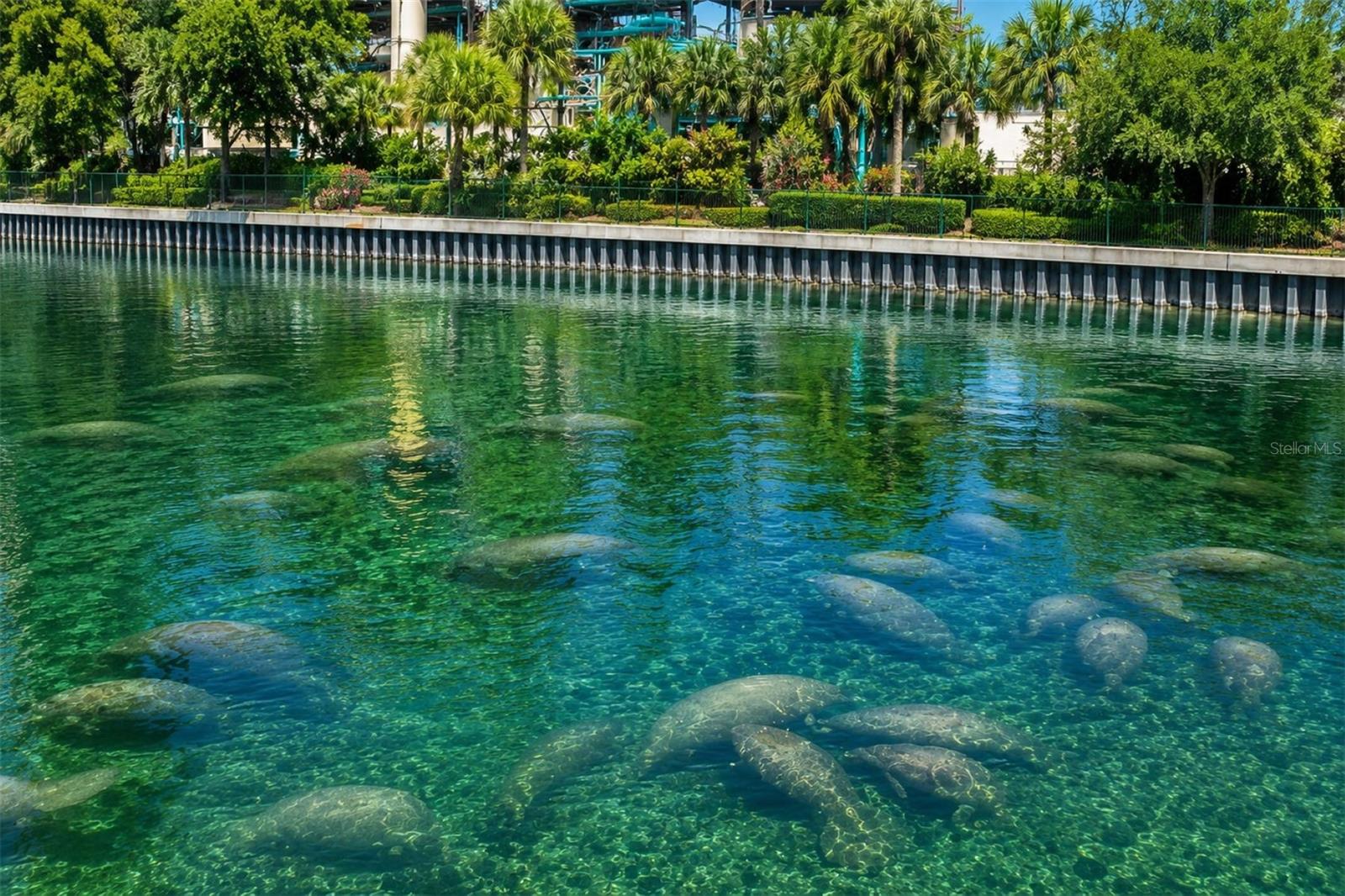 Explore the Manatee Viewing Center in Apollo Beach - a Winter Wonderland for Wildlife Lovers