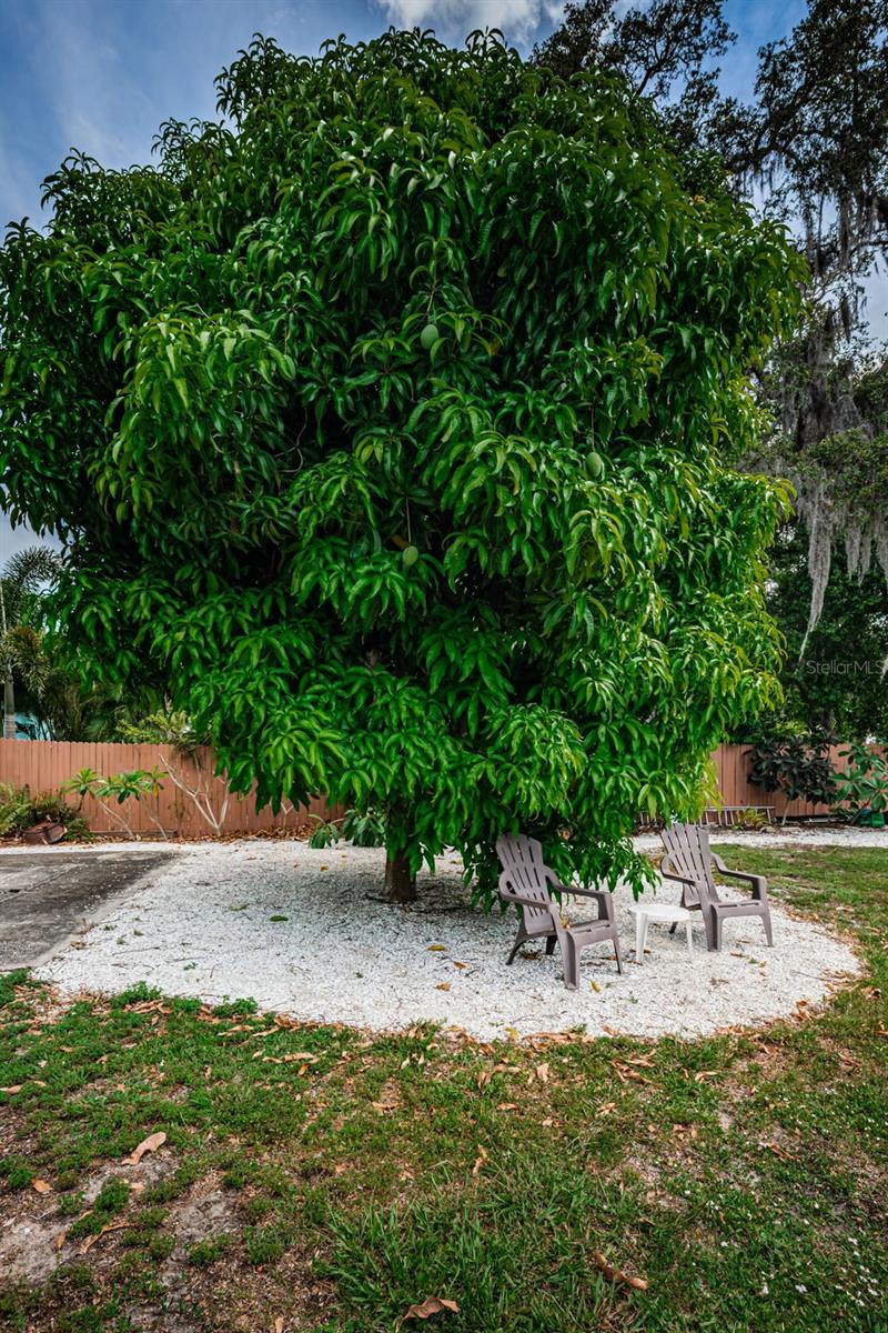 Mango tree
