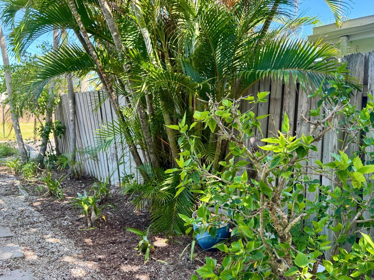 Drought_Salt-Resistant Plants