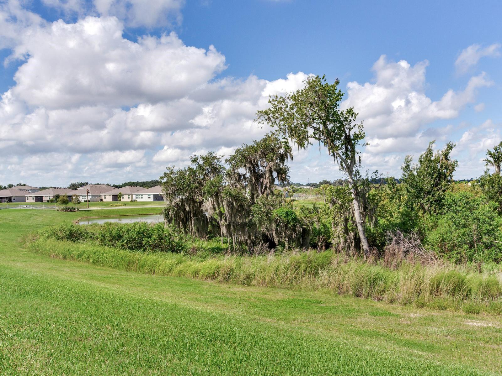 Gorgeous view of conservation area