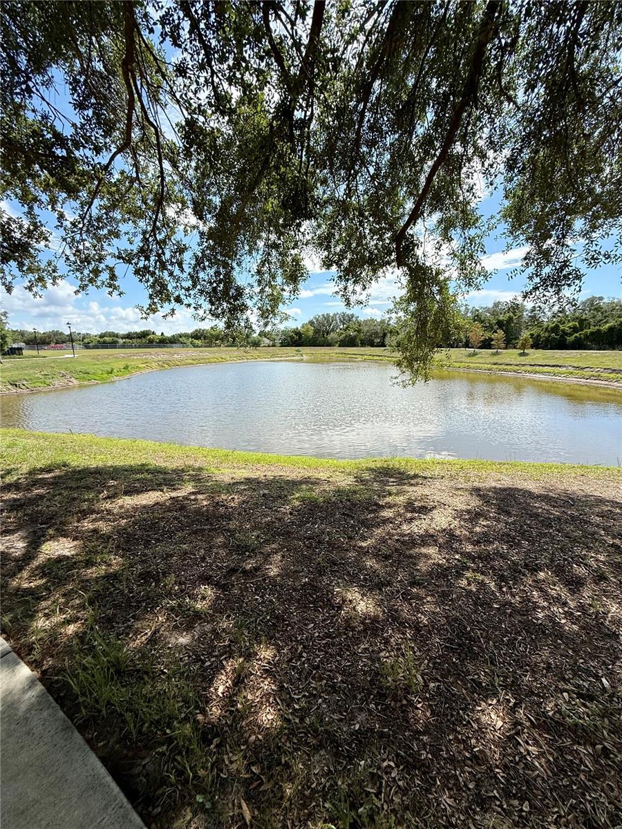 Pond View