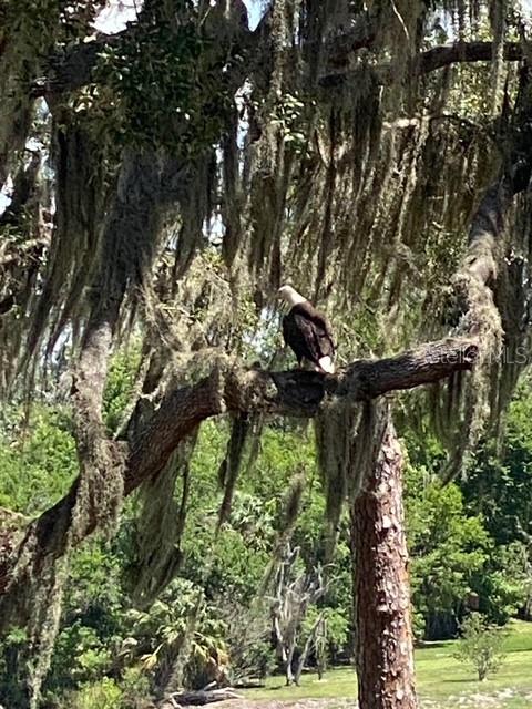 Bald Eagle in Backyard