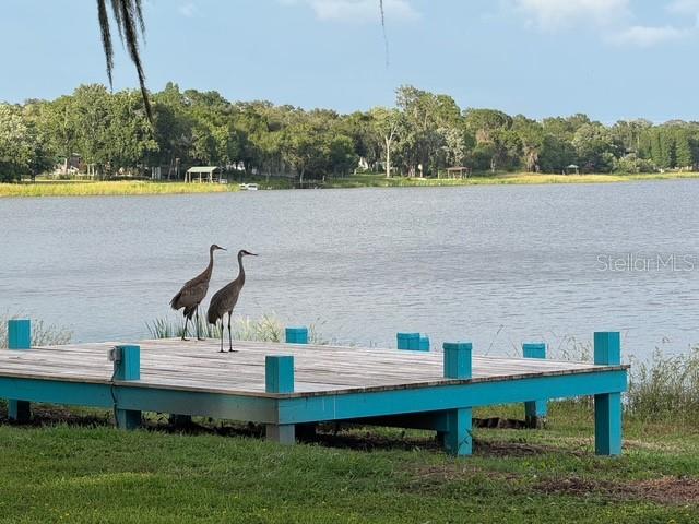 SandHill Cranes On the Dock