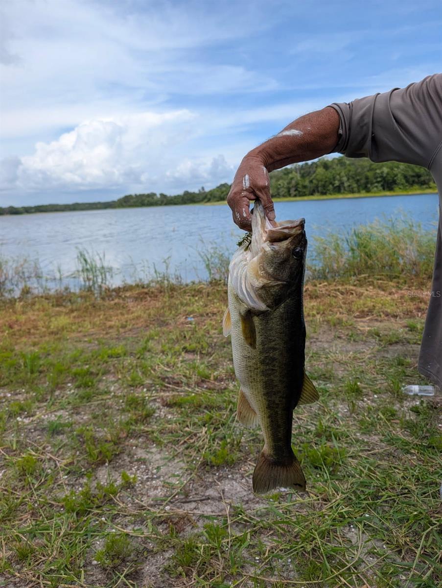 12 pound Bass caught Father Day week 2026 from Lake Grady