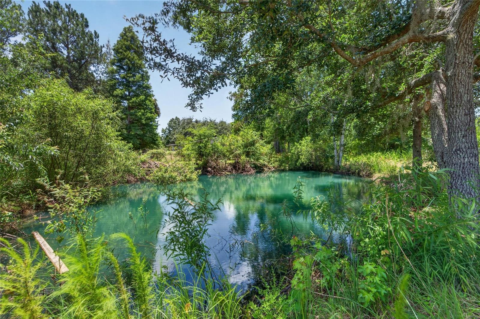 Pond