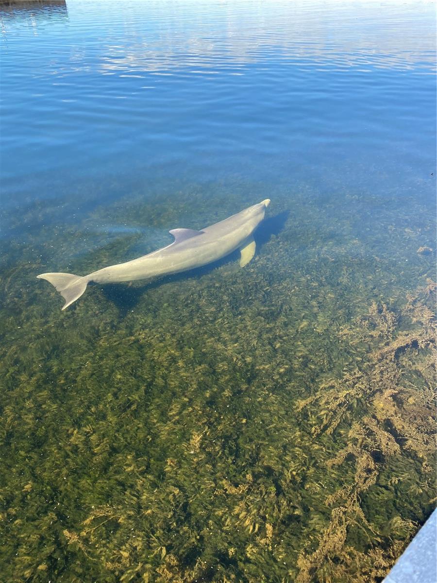 Dolphins love to catch the mullets!