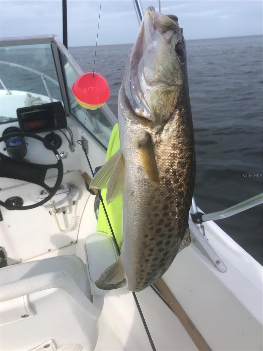 Fishing anyone?