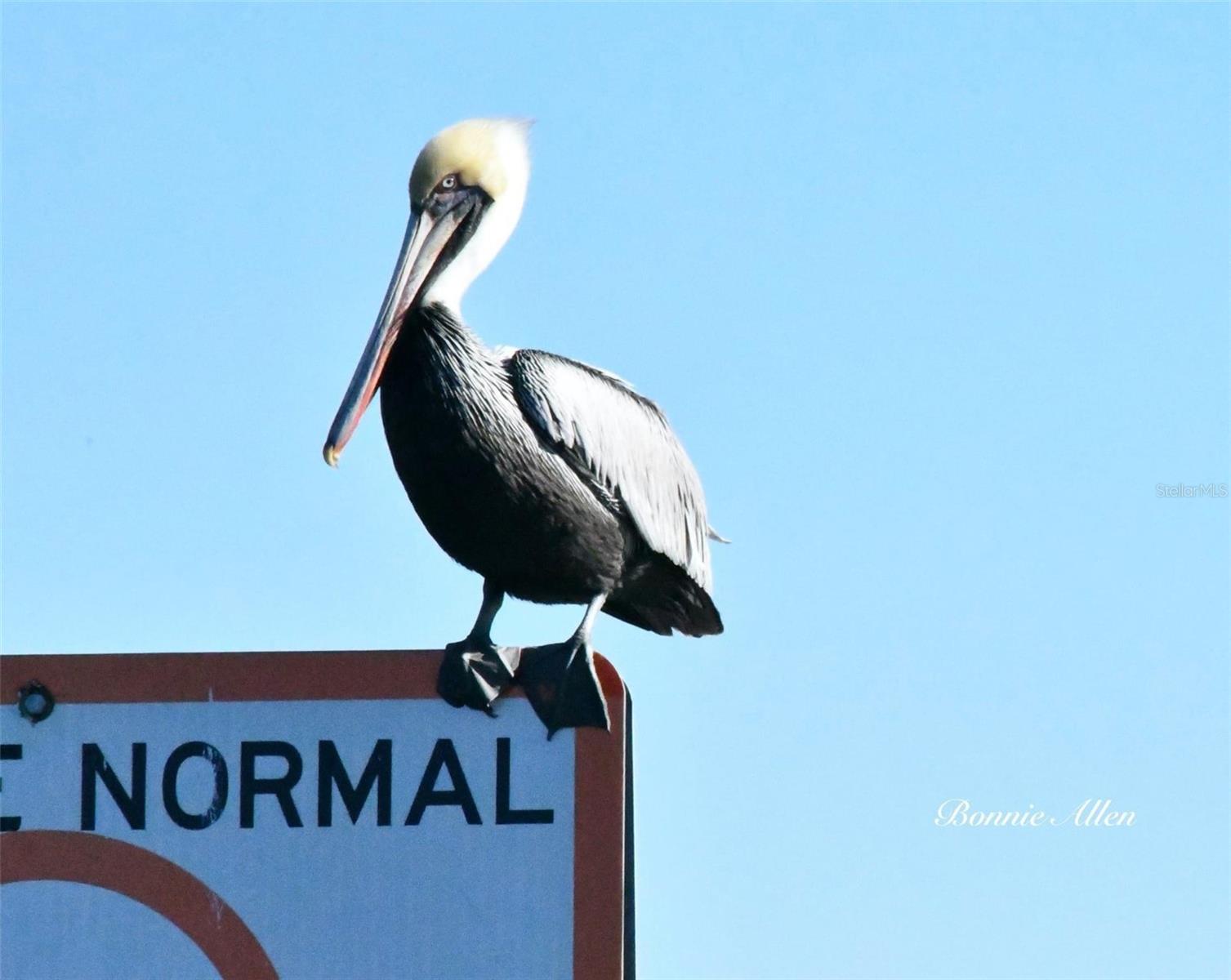 Yes, this can become your normal life!