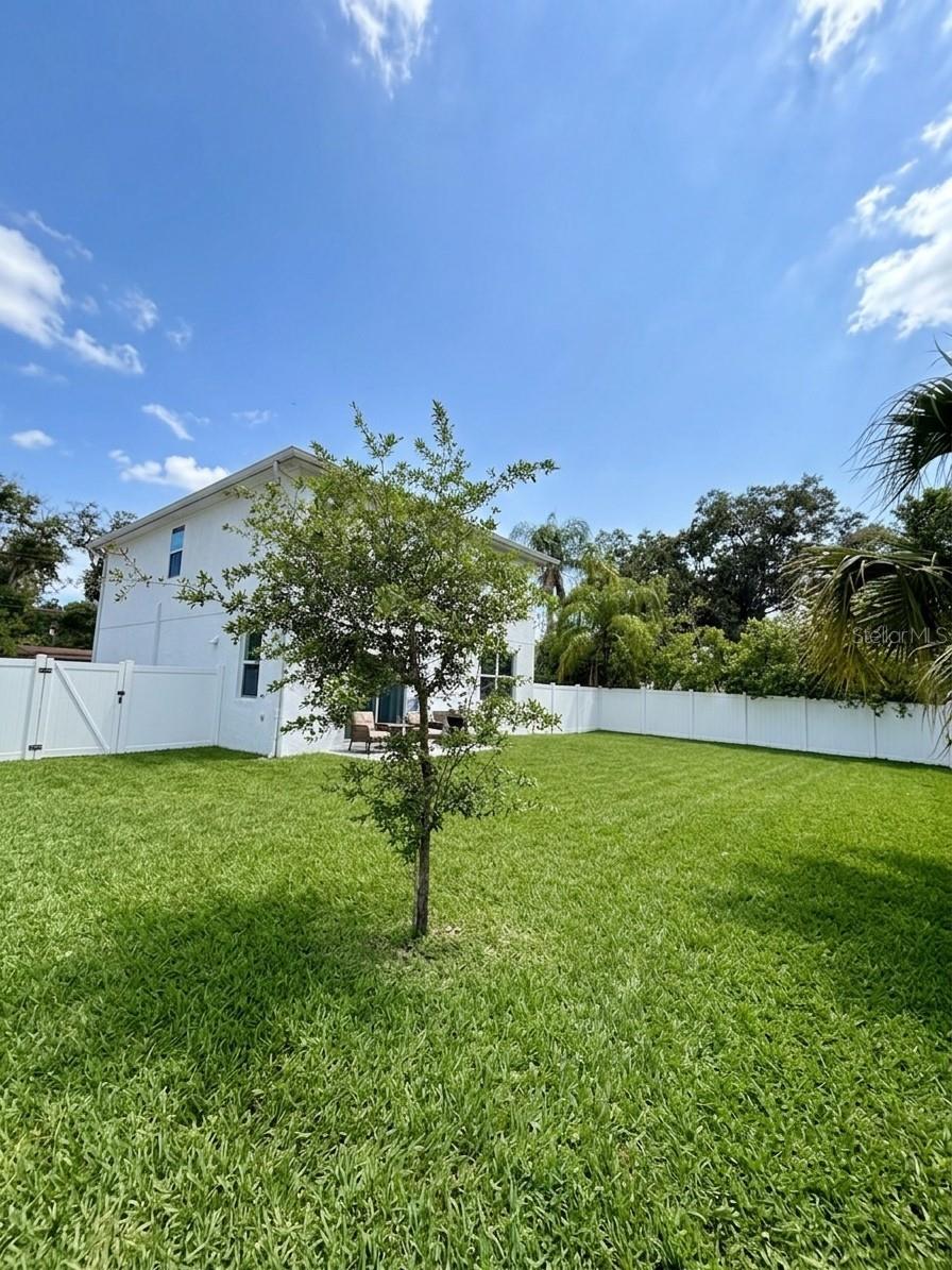 Backyard