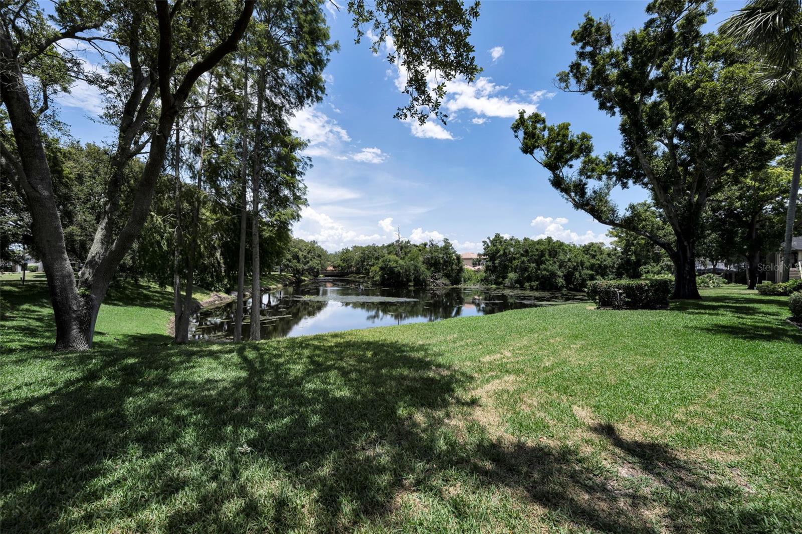 Pond View