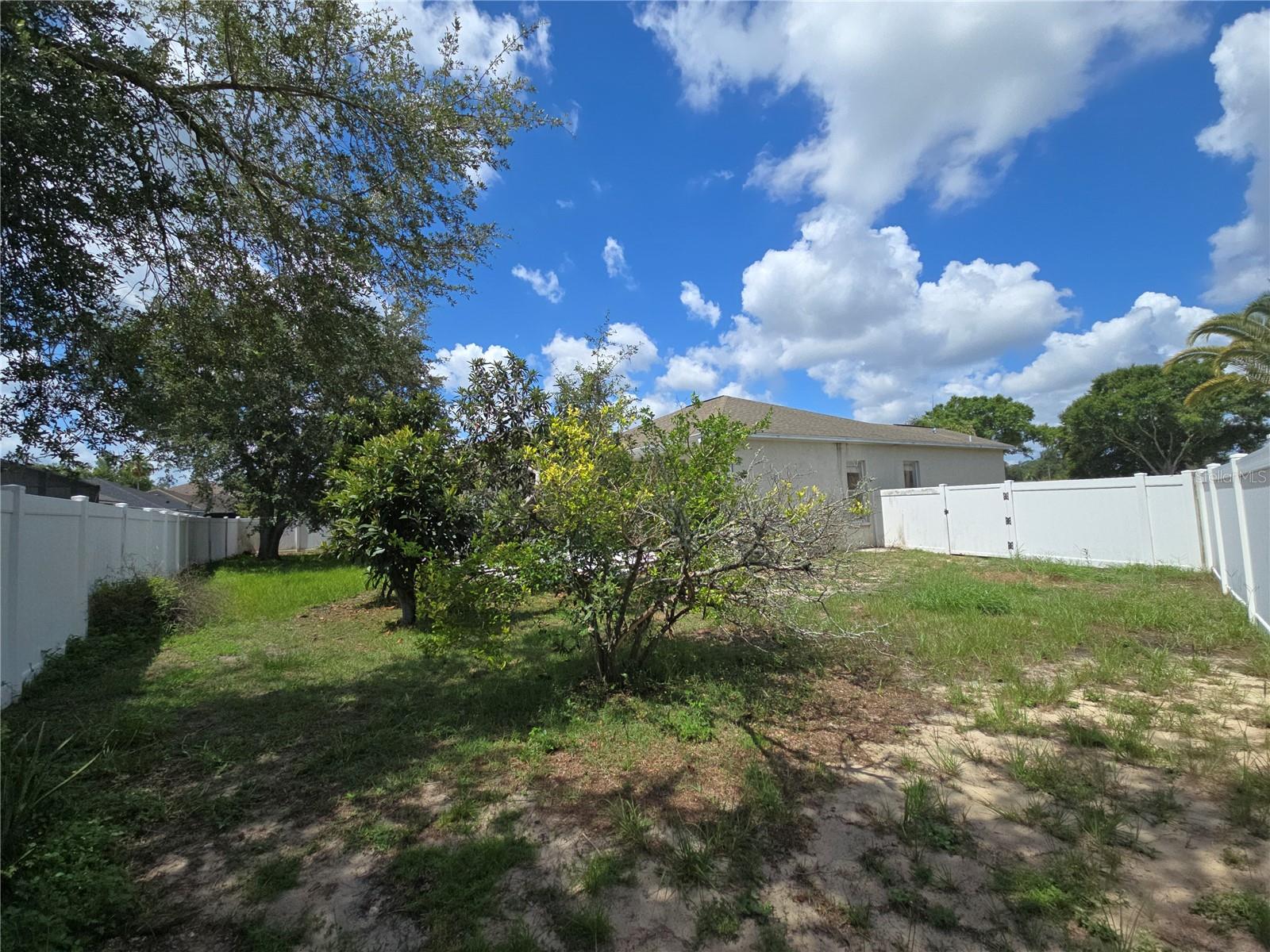 Backyard Rear