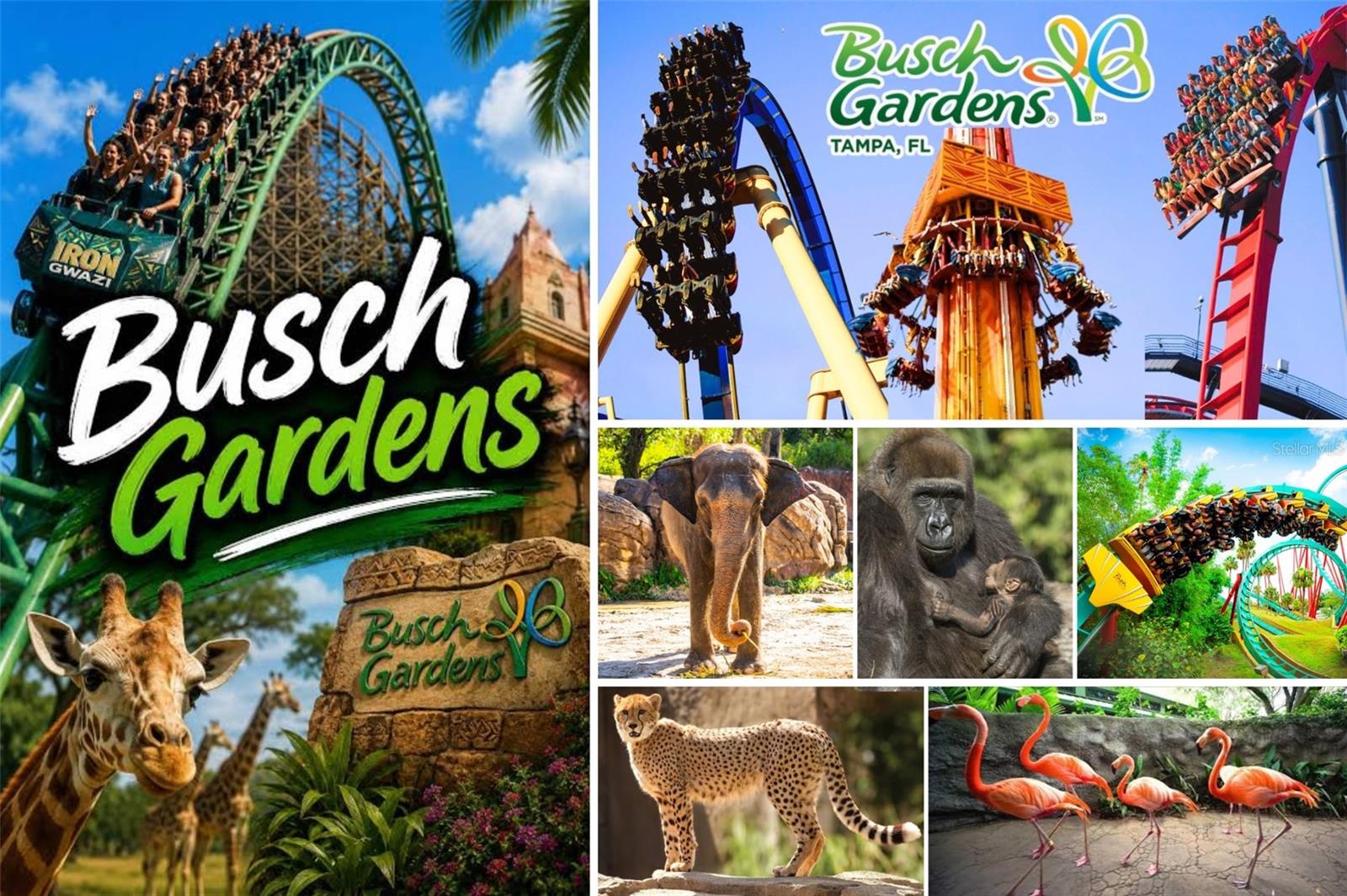 Nearby Attractions - Busch Gardens Tampa Bay