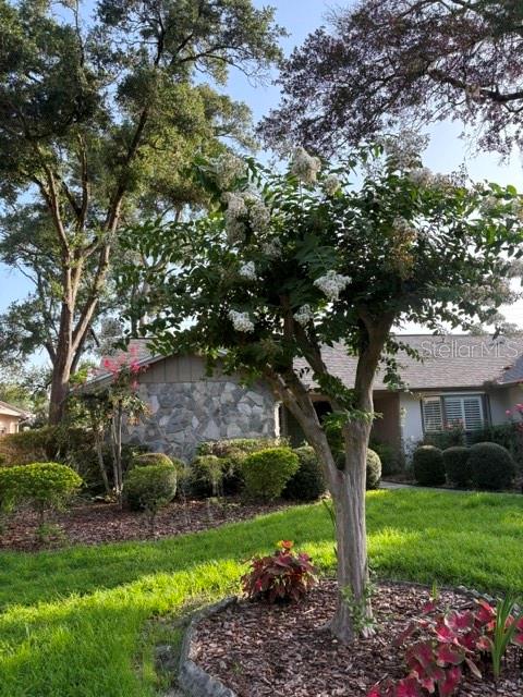 front yard tree