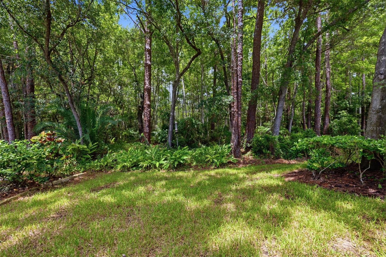 Backyard View