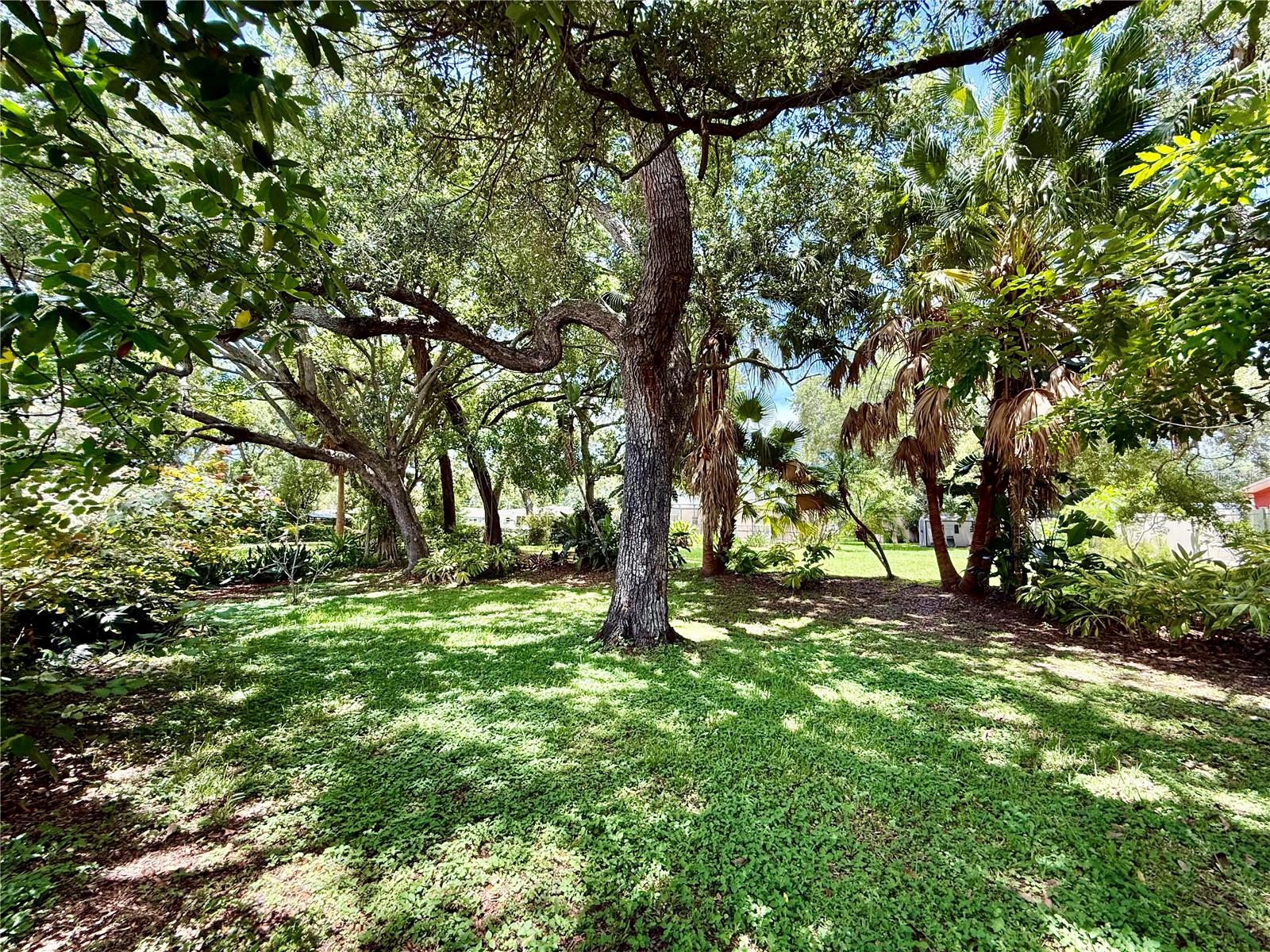 Mature Trees embrace the 1/2 acre lot