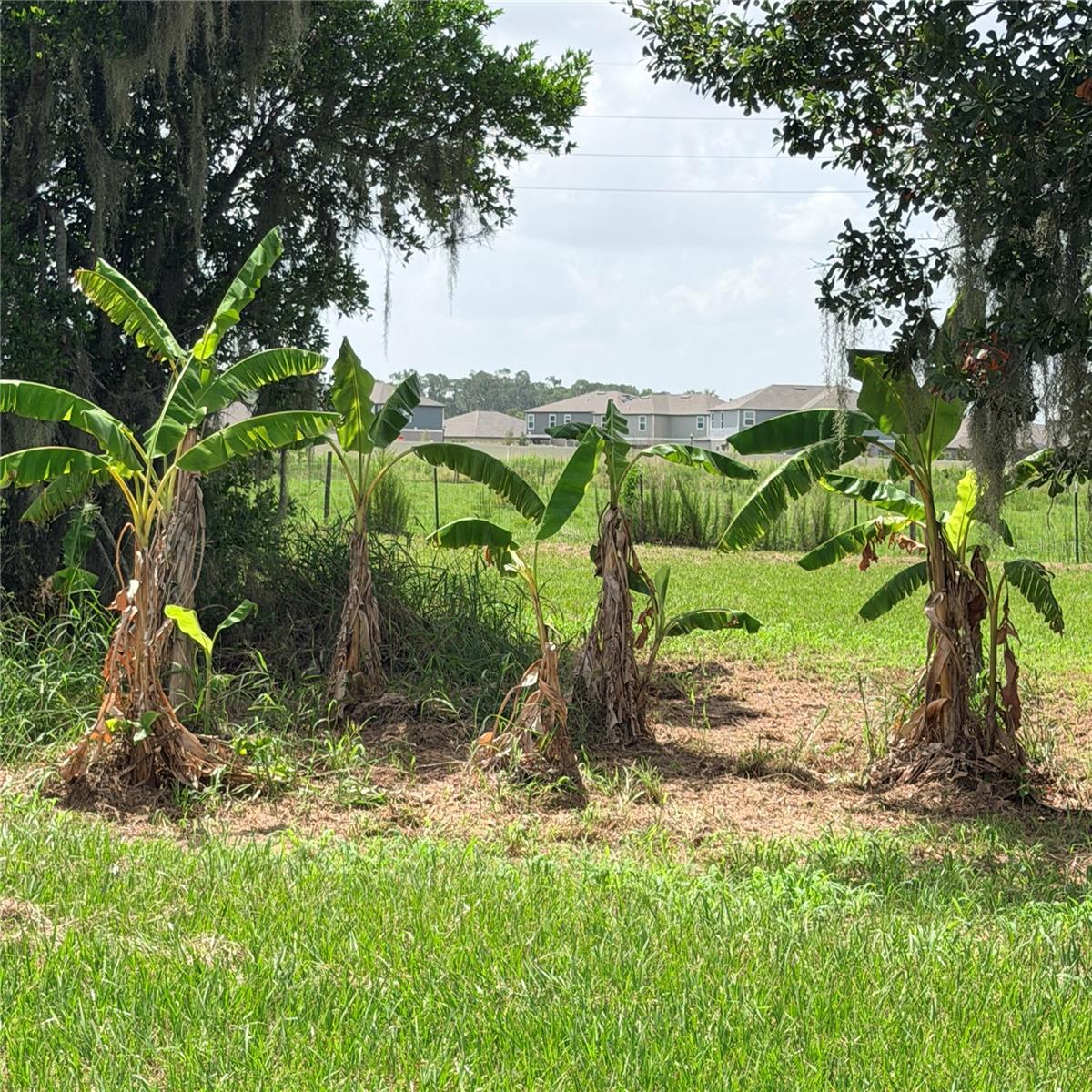 Banana plants