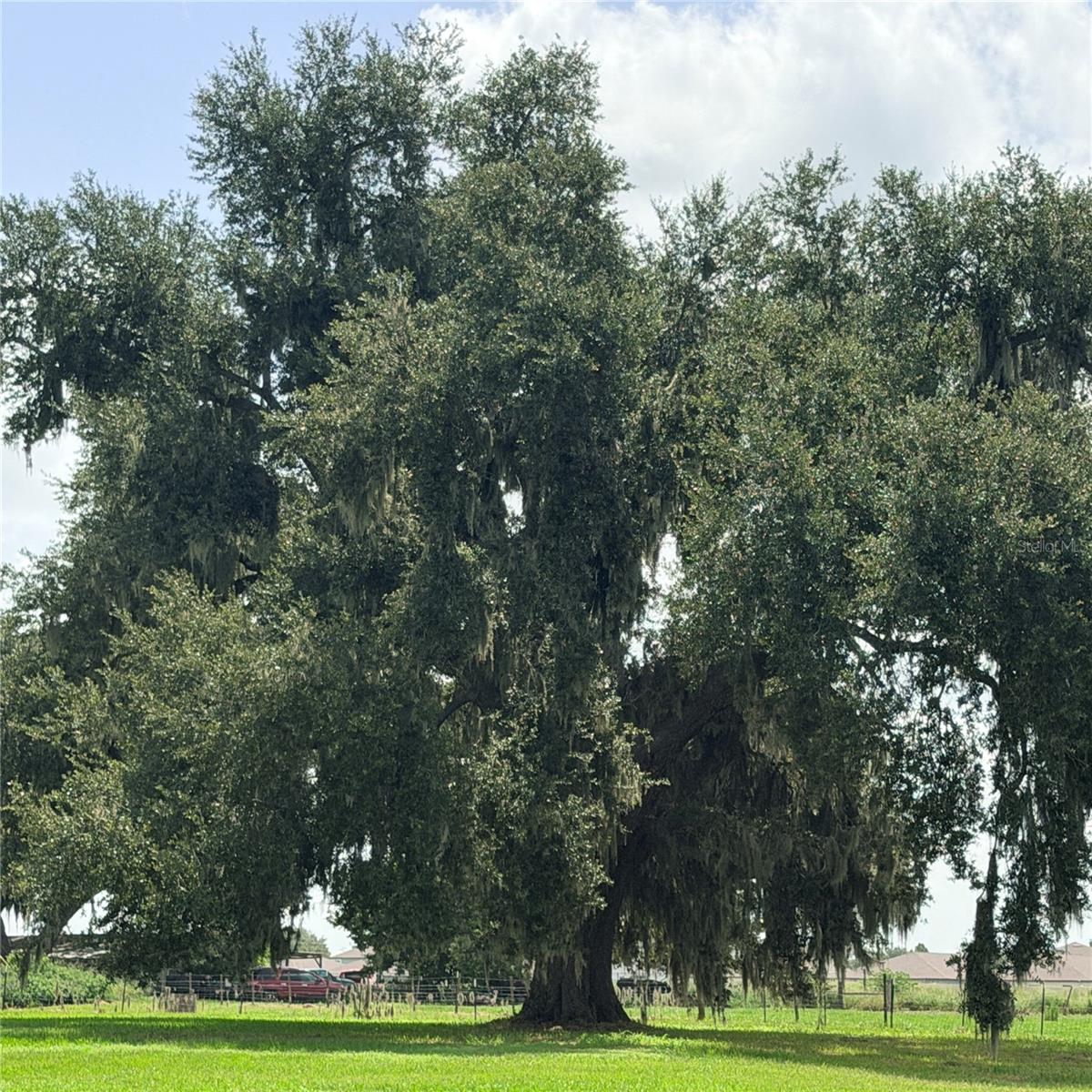 Grand oak