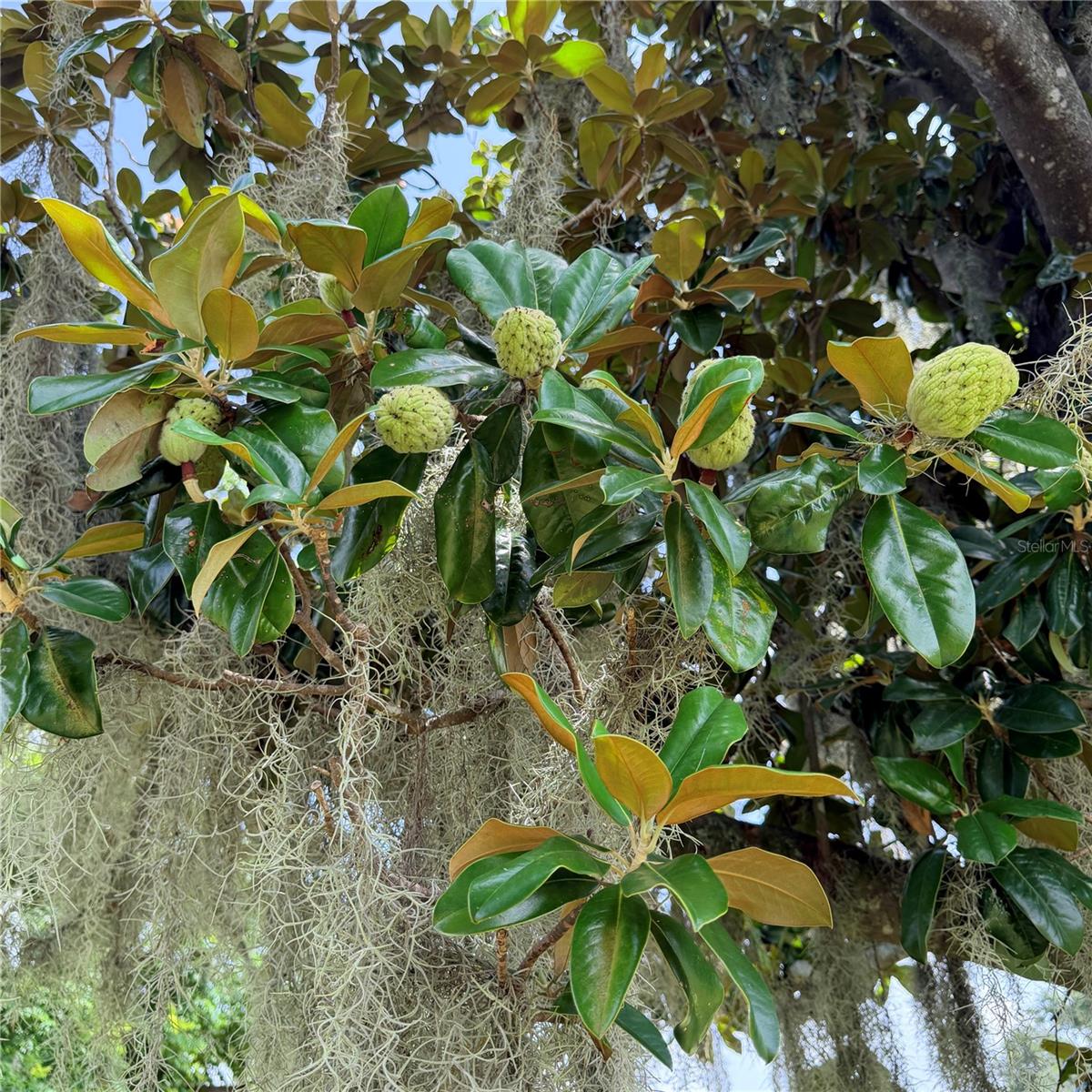 Magnolia tree