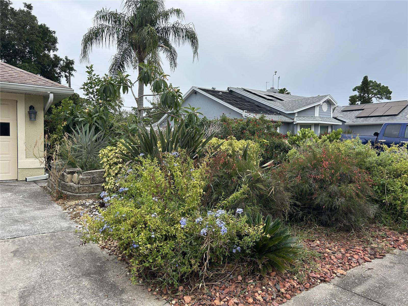 tropical plants