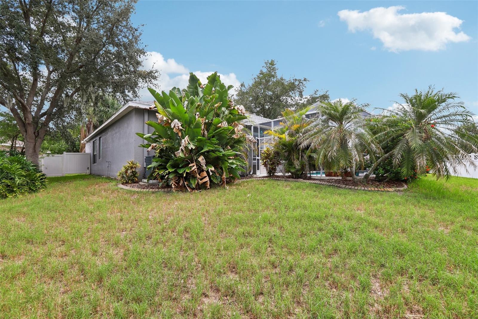 Back yard