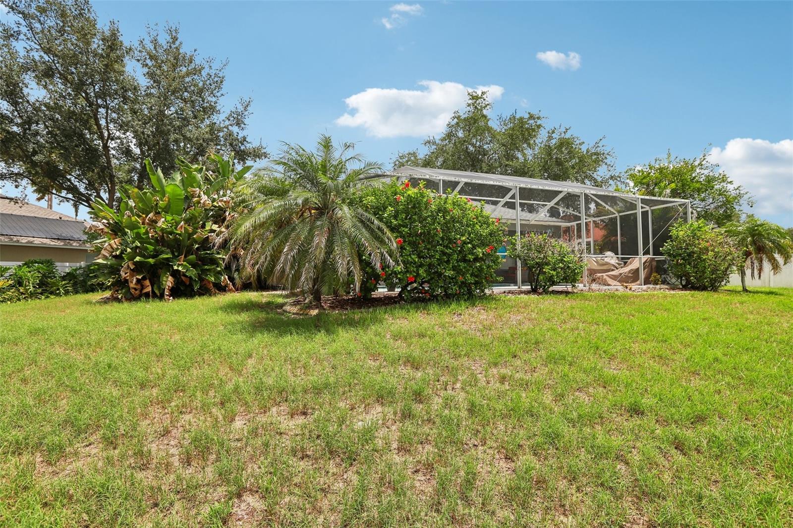 Back yard
