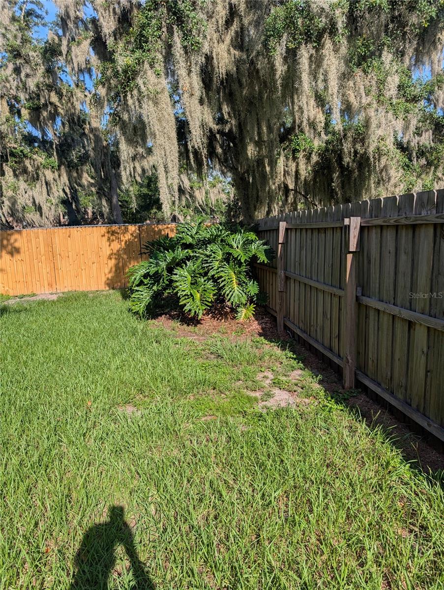 Back yard