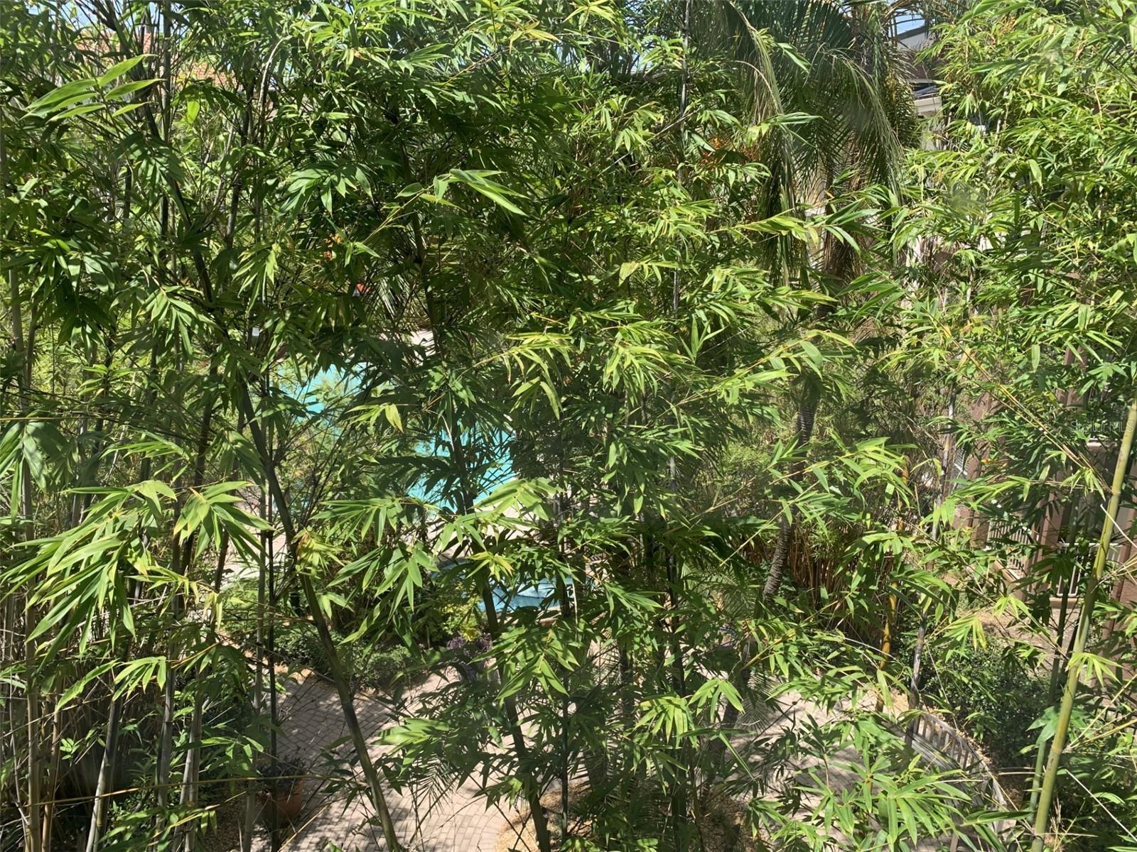 View of courtyard from living room window