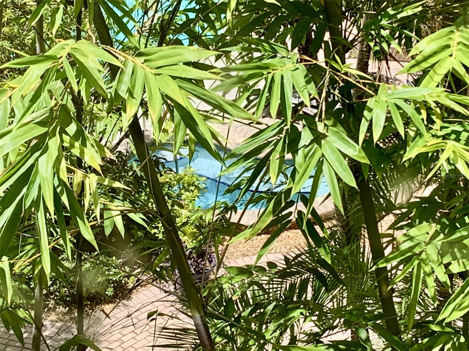 View of community pool from living room window