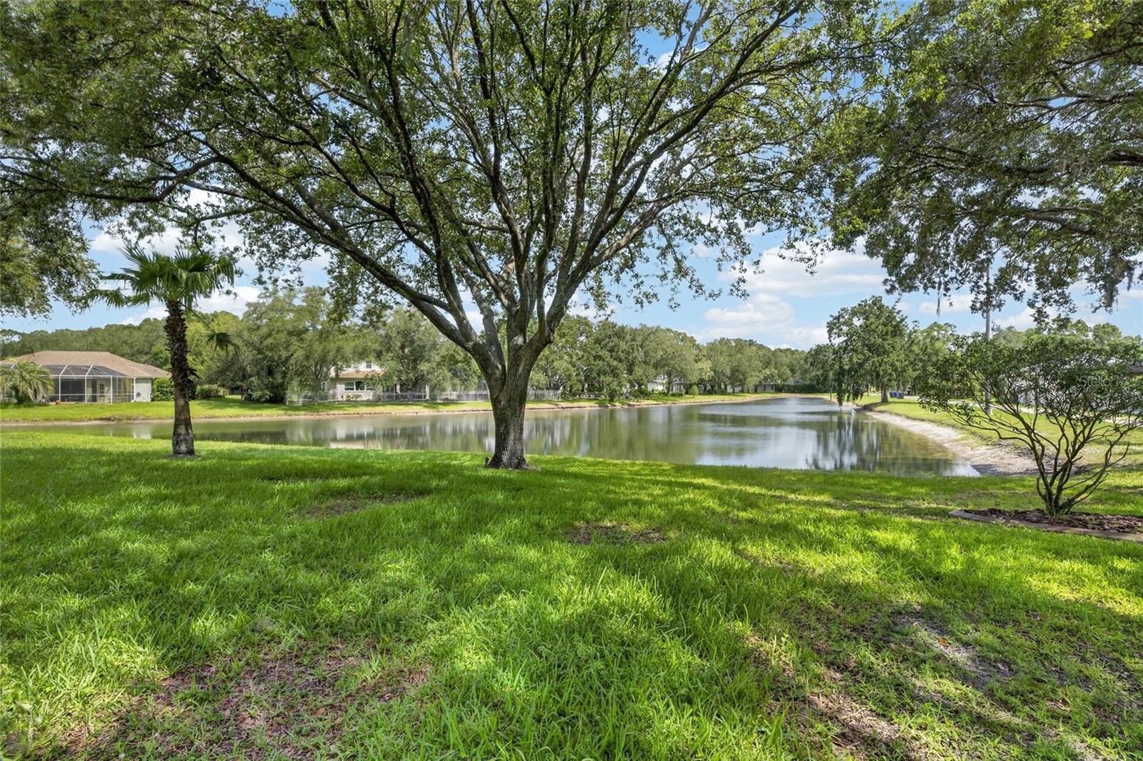 Pond View