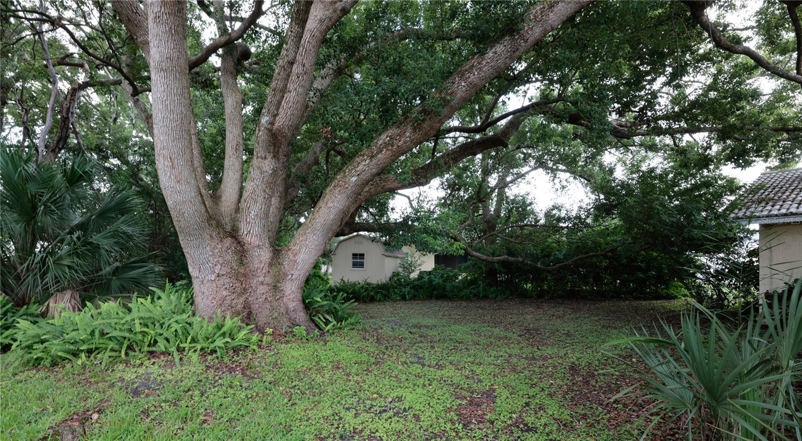 Amazing Oak Tree!