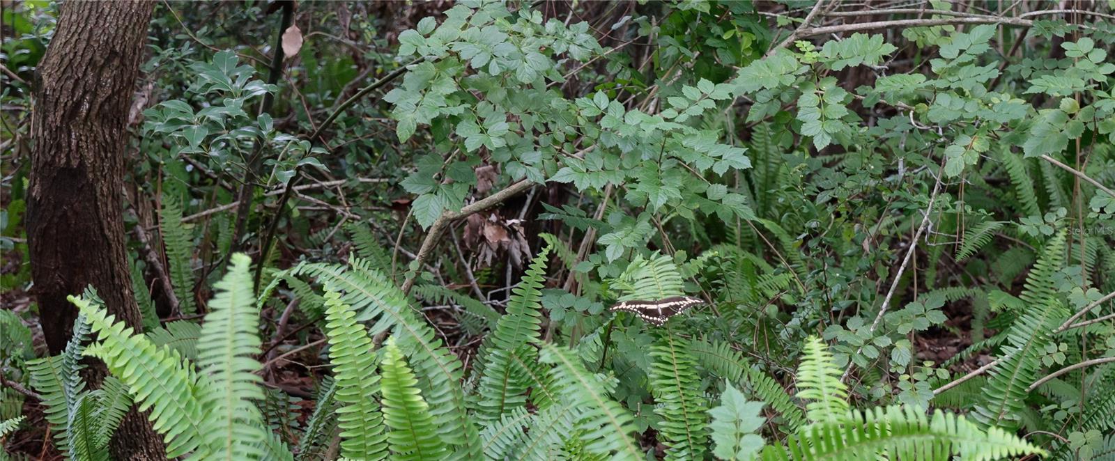 Foliage